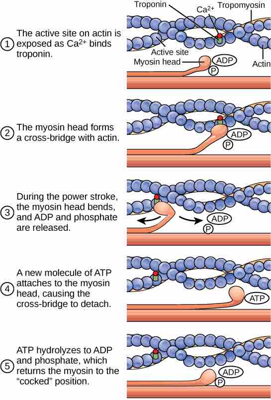 Cross-bridge muscle contraction cycle