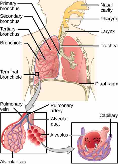 Route of inhalation
