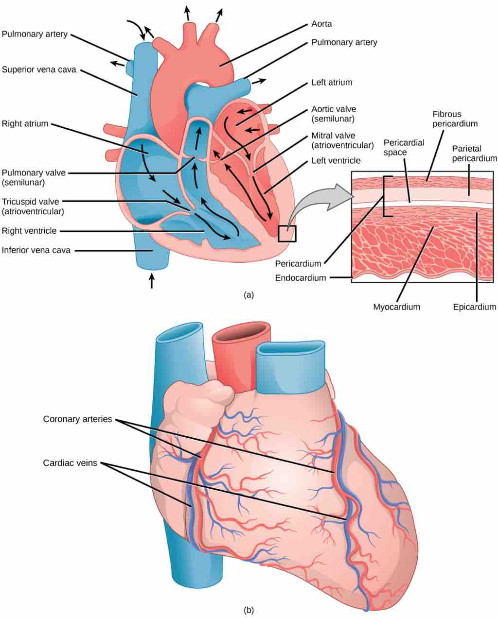 Human Heart