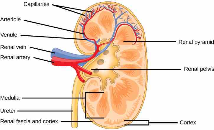 Structure of the kidney