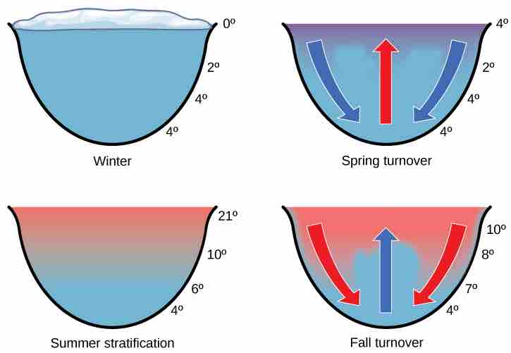 Nurient recycling in freshwater systems