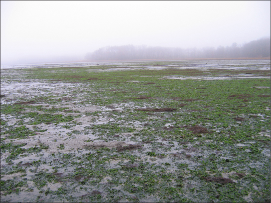 Algal blooms