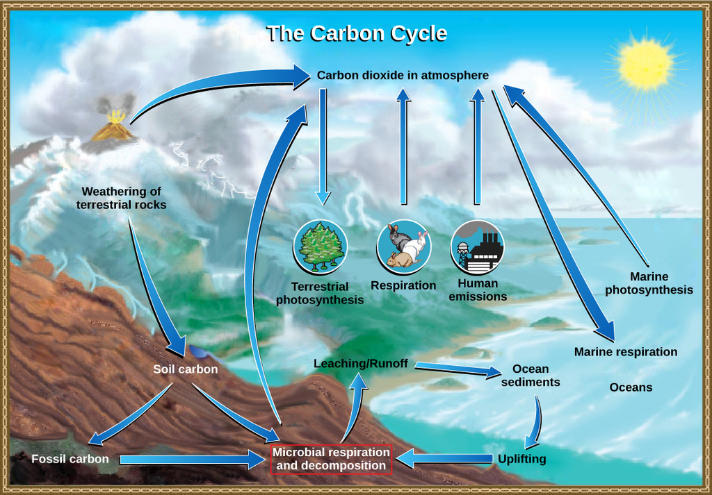 Carbon cycle