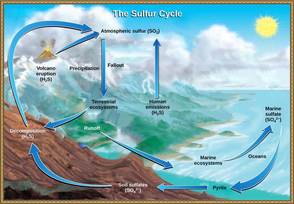 Sulfur cycle