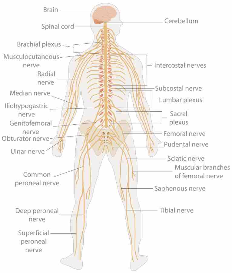The human nervous system