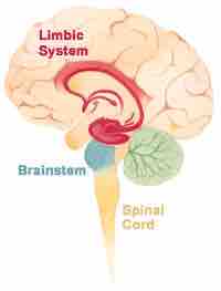  Limbic system, brain stem, and spinal cord