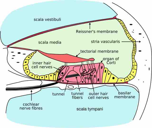 The cochlea