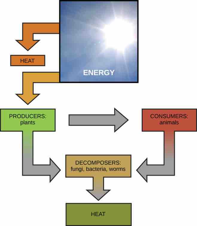 Most energy comes from the sun, either directly or indirectly