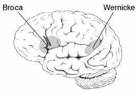 Broca's and Wernicke's areas