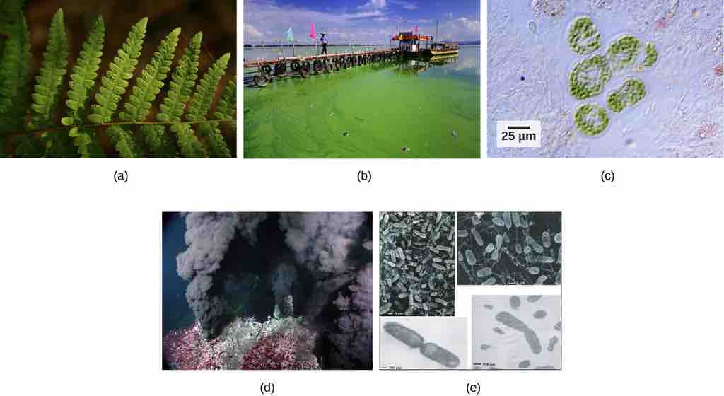 Photosynthetic and Chemosynthetic Organisms