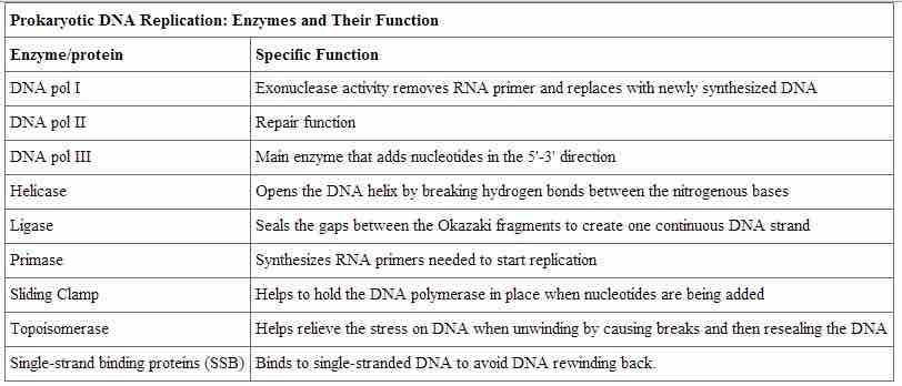 Prokaryotic DNA Replication: Enzymes and Their Function