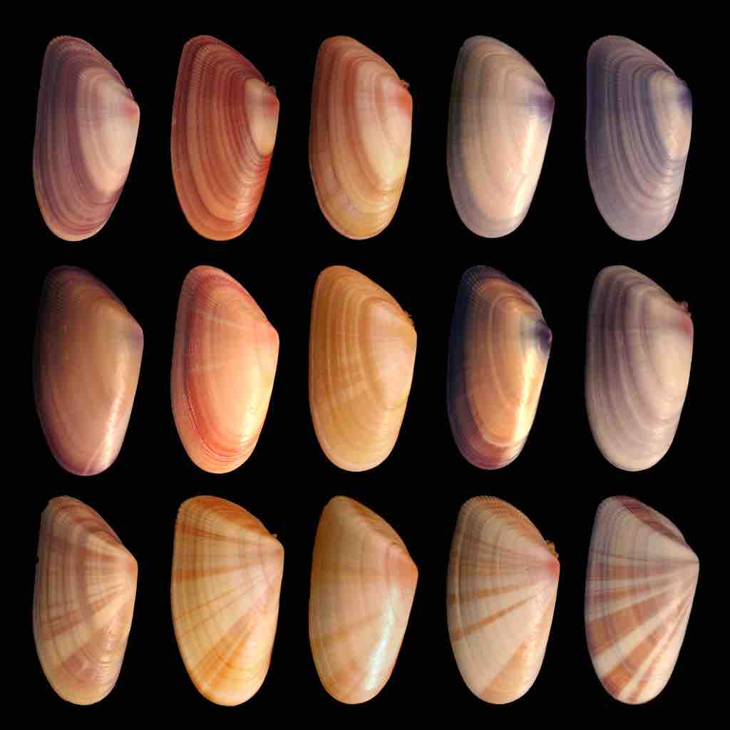 Genetic variation in the shells of Donax variabilis