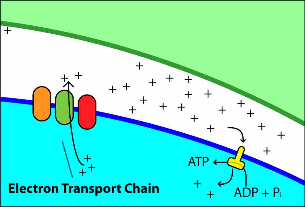 Electron Chain Transport