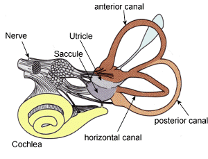 The inner ear and the vestibular system