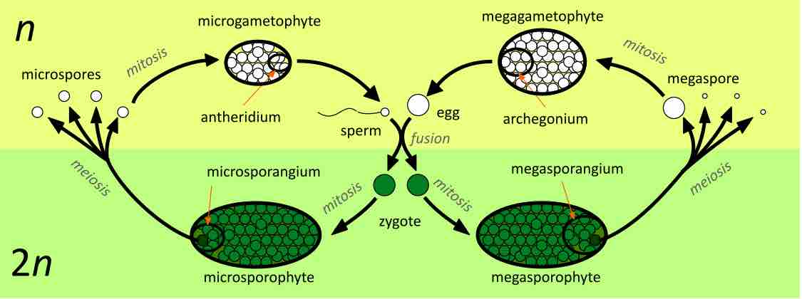 Lifecycle of heterosporous plants