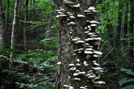 Fungi: beneficial & pathogenic