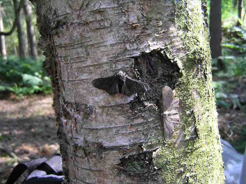 The Evolution of the Peppered Moth