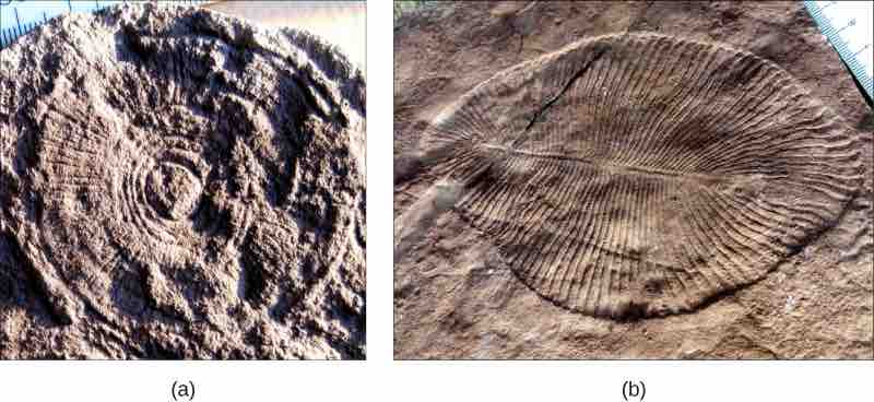 Fossils from Ediacaran period