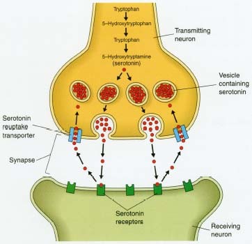 SSRIs as treatment for GAD