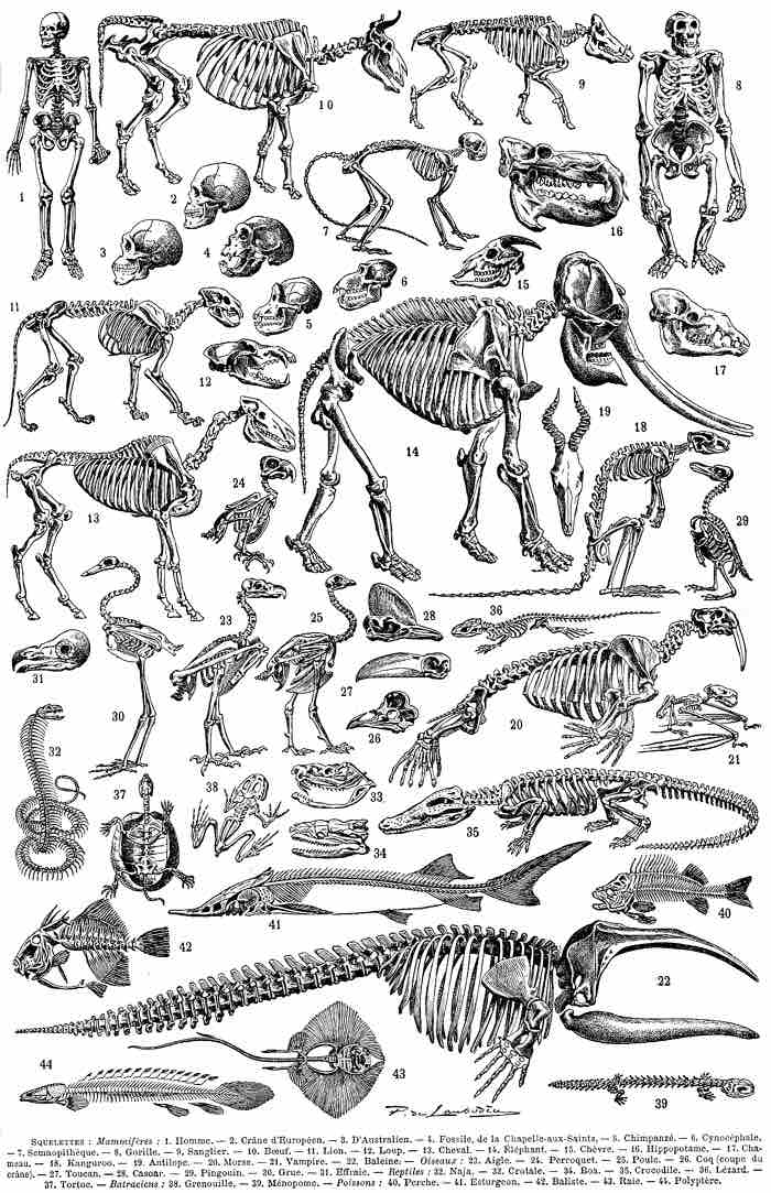 Diversity of vertebrates: animals with backbones