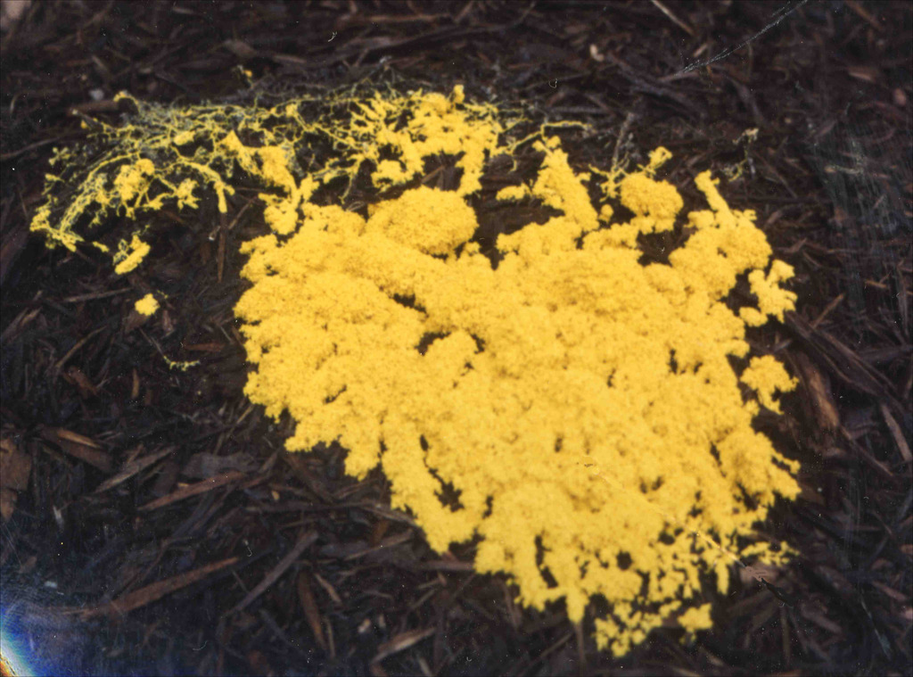 Plasmodial slime mold: Physarum polycephalum