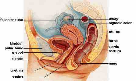 Biology of female reproductive system