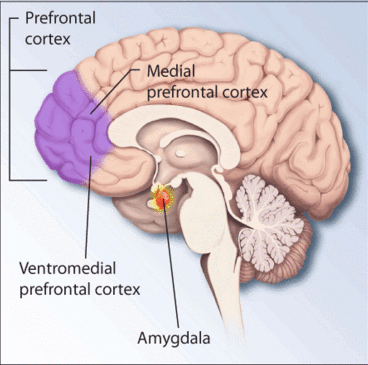 Brain regions associated with stress