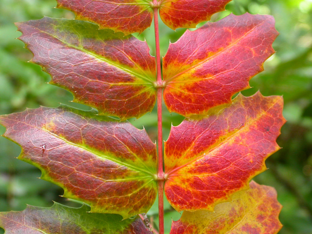 Plant senescence