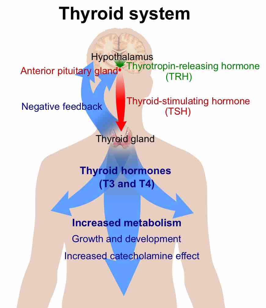 Hormonal control of thyroid hormone release