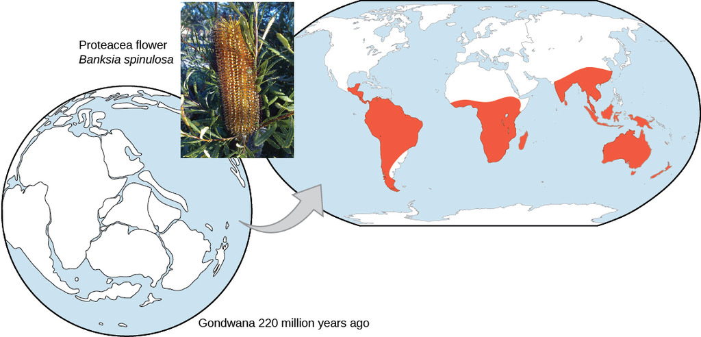 Biogeography