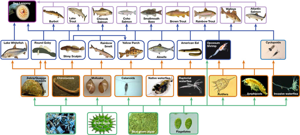 Food web of Lake Ontario