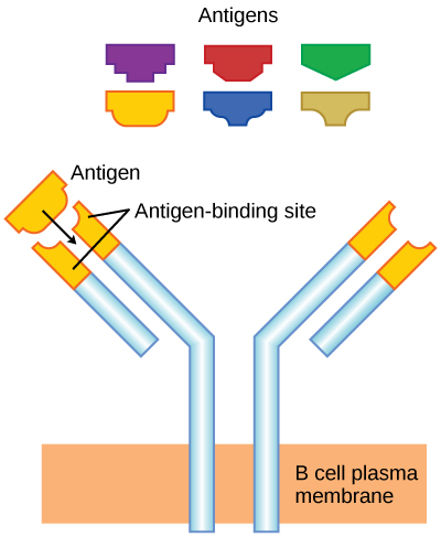 B cell receptors