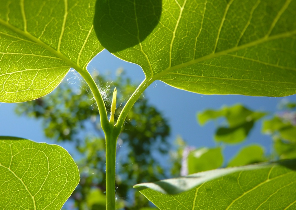 Apical meristem