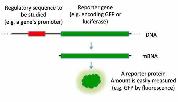 Introducing a reporter gene into a cell