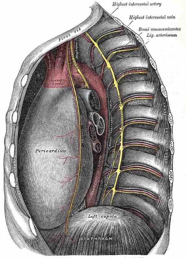 Thoracic aorta