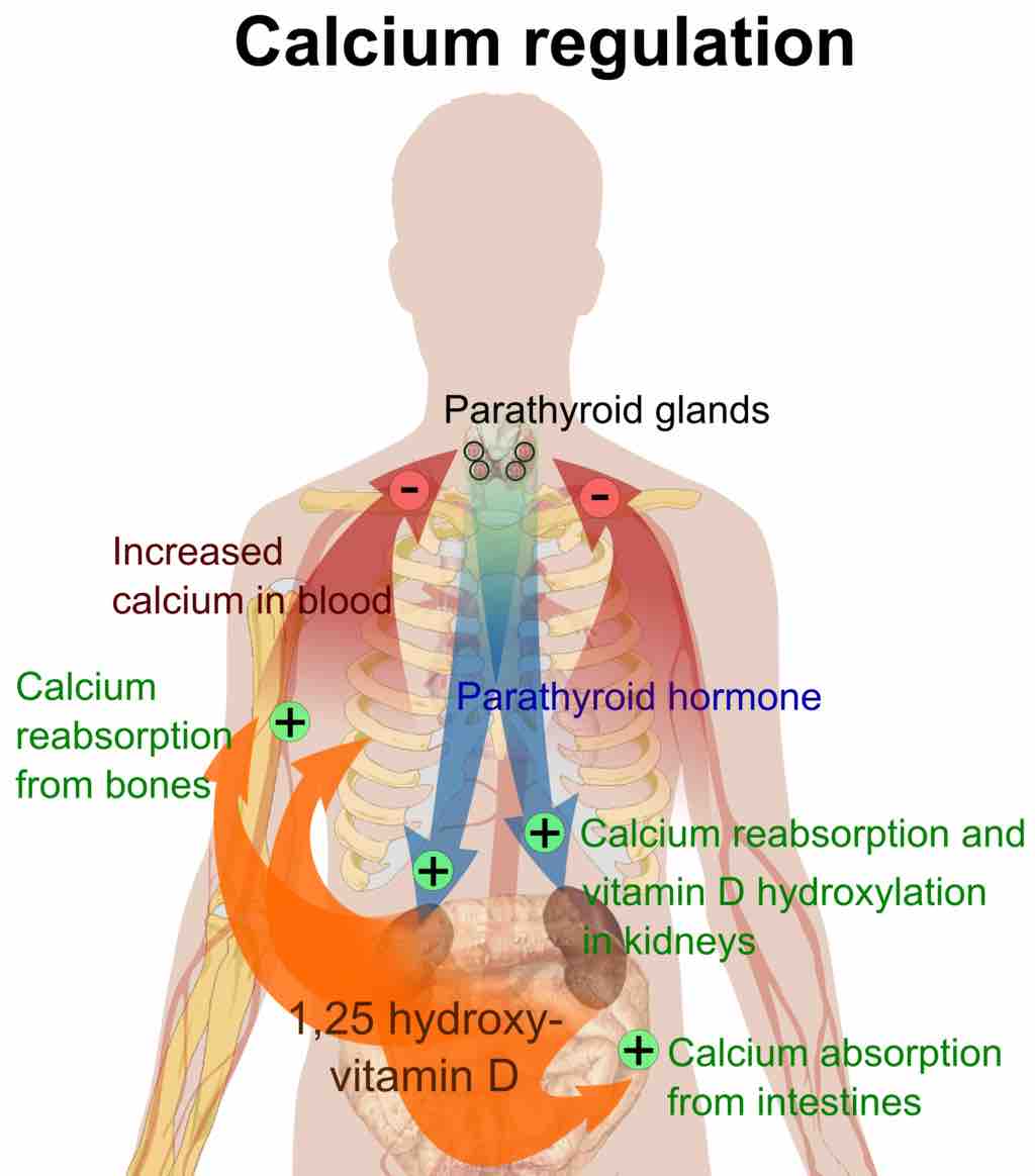 Calcium regulation