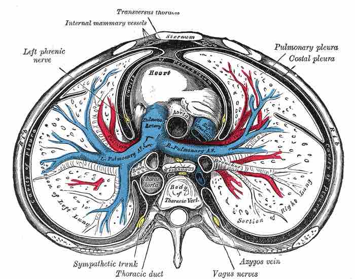 Membranes of the Thoracic Cavity