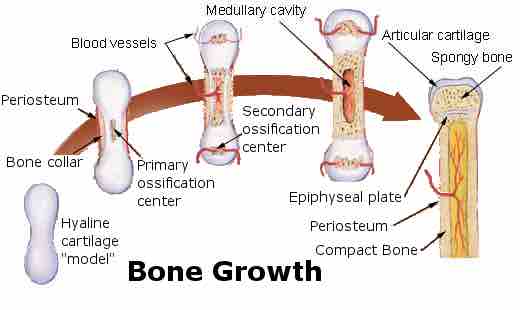 Endochondral Ossification