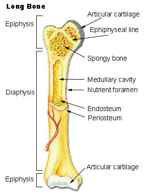 Epiphyseal plate