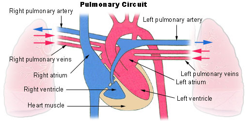 Pulmonary circuit