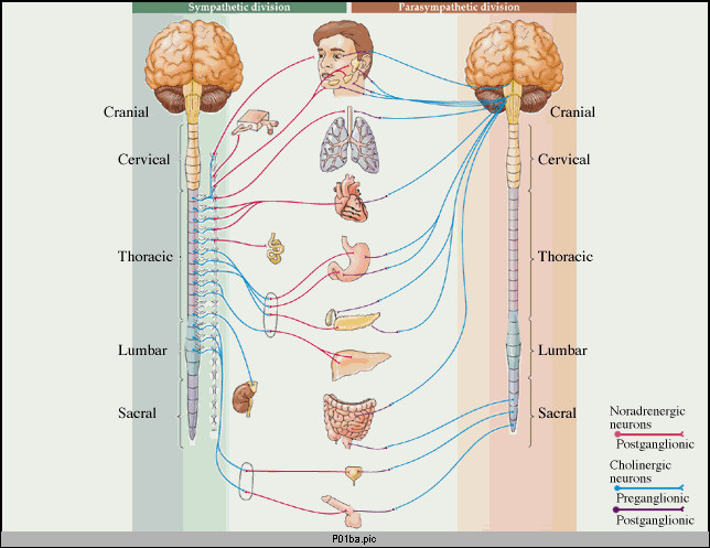 Postganglionic nerve fibers