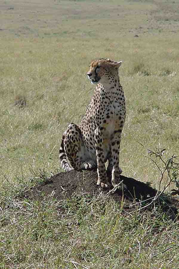 Low genetic diversity in the wild cheetah population