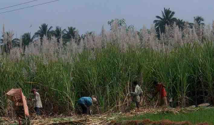 Sugarcane being harvested for ethanol production