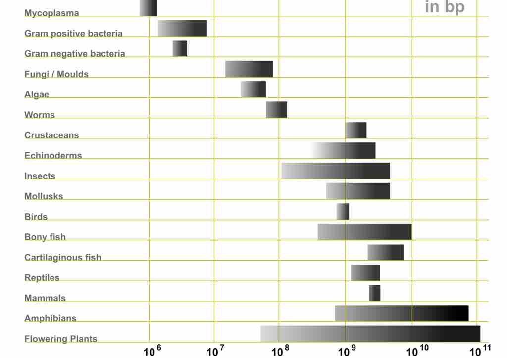 Variation in genome sizes