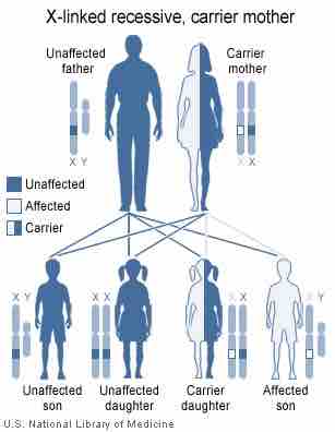 Inheritance of X-linked Recessive Traits