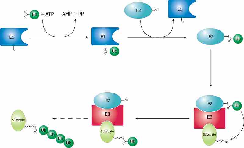 The Process of Protein Degradation in a Proteosome