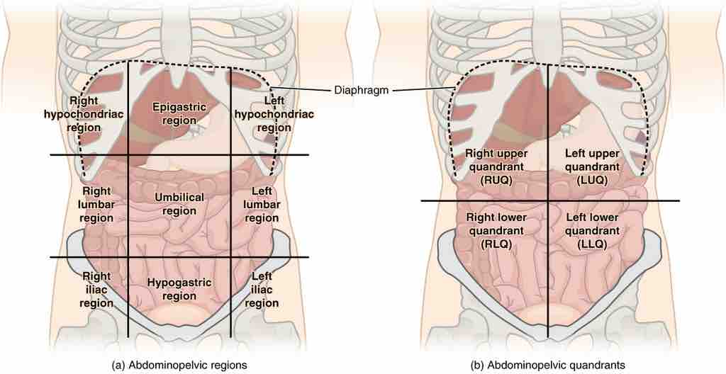 Abdominal nine divisions (a) and quadrant regions (b)