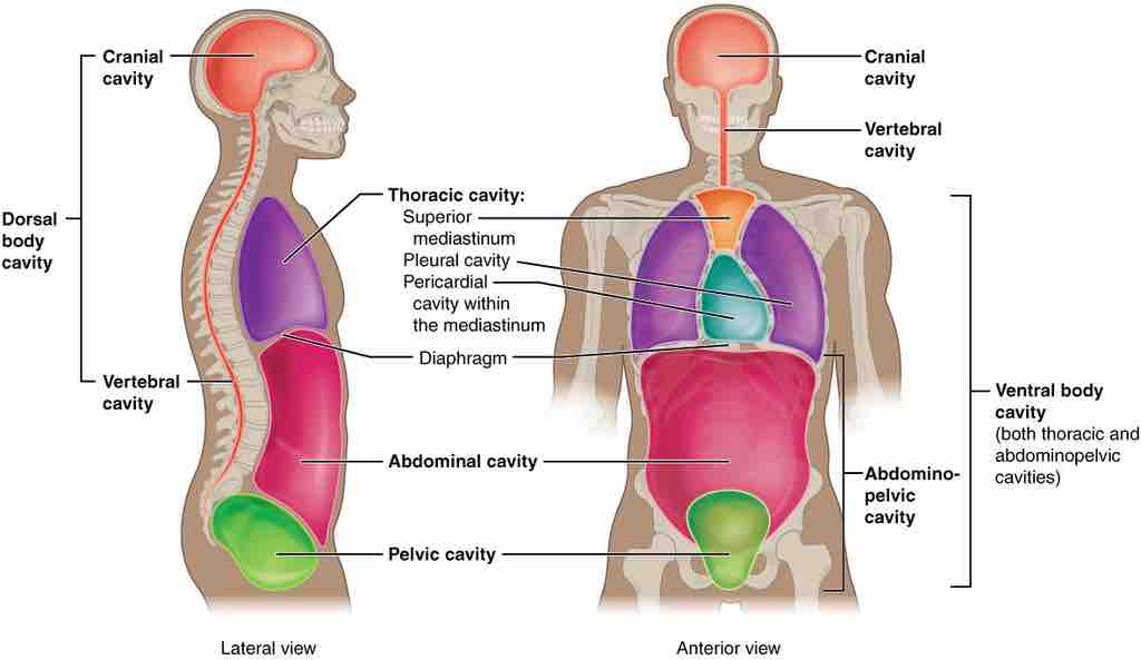 Anatomical terminology for body cavities