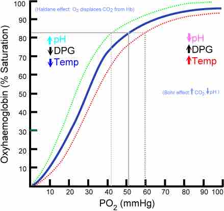 The oxyhaemoglobin dissociation curve