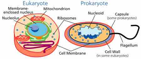 Prokaryote cell nucleoid